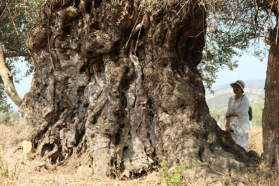 Kuşadası'nda 1751 yaşında ağaç tespit edildi