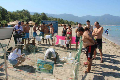 Caretta'lar Kuşadası'nı çok sevdi