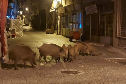 Domuzlar için sürek avı başlatılıyor